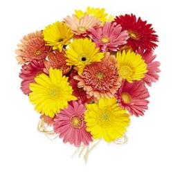 Hand Tied Gerbera Daisies - Mixed Colors, w/ greens