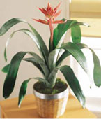 USA Any Occasion USA,,:The FTD?Bromeliad