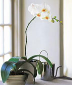 USA Love & Romance USA,,:White Phalaenopsis Orchid