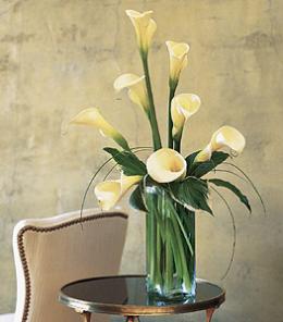 White Callas