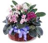 USA New Baby USA,,:The FTD African Violets