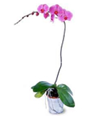  USA Flower USA Florist  USA  Flowers shop USA flower delivery online  ,:The FTD?Lavender Phalaenopsis Orchid