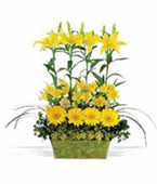 USA Get Well USA,,:Yellow Garden Rows