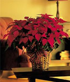  USA Flower USA Florist  USA  Flowers shop USA flower delivery online  ,:Large Red Poinsettia