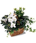 USA Plants USA,,:The FTD White Assortment Basket