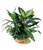 USA Plants USA,,:The FTD Exotic Assortment