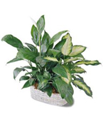 USA Plants USA,,:The FTD Spathiphyllum and Dieffenbachia