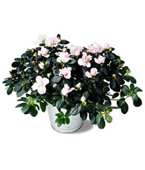 USA Plants USA,,:The FTD Azalea (Lg)