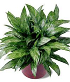 USA Plants USA,,:The FTD Chinese Evergreen