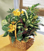 USA Plants USA,,:The FTD A Bit Of Sunshine? Basket