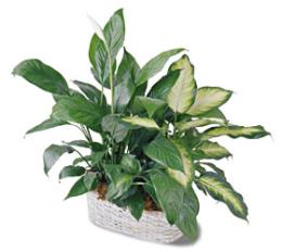 The FTD Spathiphyllum and Dieffenbachia