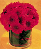 USA Best Sellers USA,,:Red Gerbera Collection