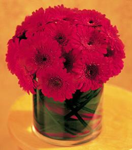 Red Gerbera Collection