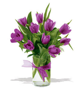 USA mother's day USA,,:spring tulips - purple