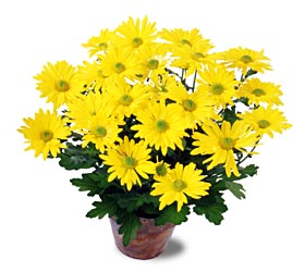 USA Plants USA,,:The FTD?Daisy Chrysanthemum (Lg)