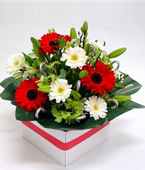  New Zealand Flower New Zealand Florist  New Zealand  Flowers shop New Zealand flower delivery online  :Christmas Delight