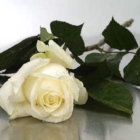 White Long Roses Boxed