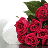 New Zealand Bereavement New Zealand,:Roses Hot Pink Presented in a Special Wrap