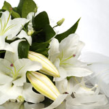 New Zealand Bereavement New Zealand,:Beautiful White Blooms