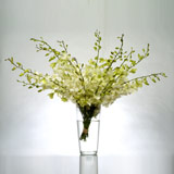 New Zealand Birthday New Zealand,:Stylish White Orchid Vase