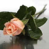 New Zealand Corporate New Zealand,:Pale Peachy Pink long Roses Boxed