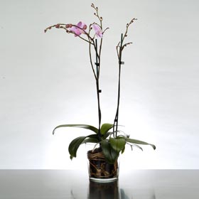 Phalaenopsis White Orchid plant