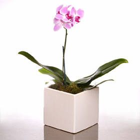 Phalaenopsis Orchid Plant Potted