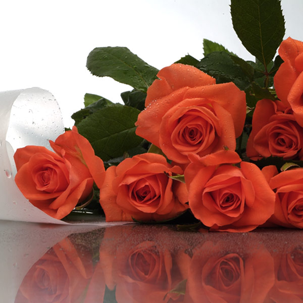 Orange Roses in a special wrap