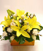  New Zealand Flower New Zealand Florist  New Zealand  Flowers shop New Zealand flower delivery online  :BEAUTIFUL BABY