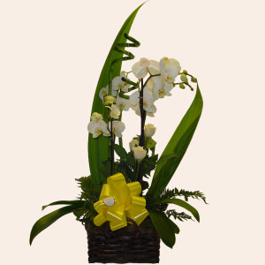 Ireland Love & Romance Ireland,:Orchid Basket (Normal)