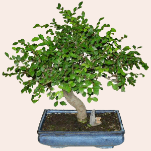 Ireland Love & Romance Ireland,:Bonsai (Sageretia) (10 years)