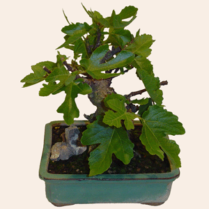 Ireland Love & Romance Ireland,:Fig-Tree Bonsai (10 years)