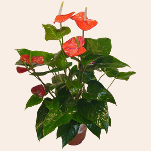 Ireland Get Well Ireland,:Red Flamingo Plant (Plant)