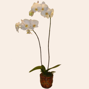 Ireland Love & Romance Ireland,:White Slipper Orchid (Phalaenopsis) (Plant)