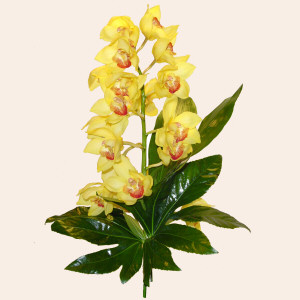 Ireland Love & Romance Ireland,:Cymbidium Orchid (1 Rod)