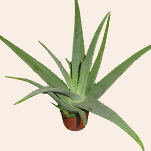 Ireland Love & Romance Ireland,:Aloe Vera (Plant)