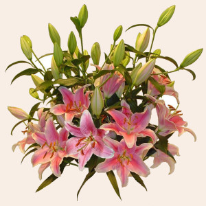 Ireland New Born Ireland,:Lilium Sorbone Bouquet (Normal)