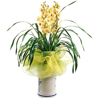 Cymbidium Orchid