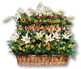  India Flower India Florist  India  Flowers shop India flower delivery online  ,India:Modern Basket