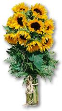  India Flower India Florist  India  Flowers shop India flower delivery online  ,India:Sunflower Vase Arrangement