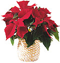  Sweden Flower Sweden Florist  Sweden  Flowers shop Sweden flower delivery online  :Saloon plant- ponseptia