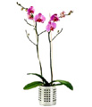 Sweden Contragulations Sweden,:Phalaenopsis Orchid