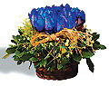  Sweden Flower Sweden Florist  Sweden  Flowers shop Sweden flower delivery online  :Blue roses in basket