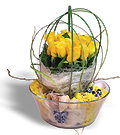 Sweden Contragulations Sweden,:Yellow roses group arrangement in glass pot