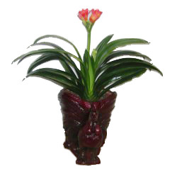 China Congratulation China,,China:Clivia