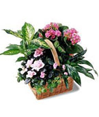  Jordan Flower Jordan Florist  Jordan  Flowers shop Jordan flower delivery online :Pink Assortment  garden