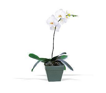 Phalaenopsis Plant