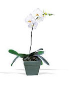 Cambodia Congratulations Cambodia,:Phalaenopsis Plant