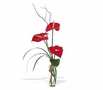 The Simplicity of Anthuriums