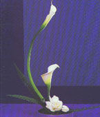 Austria Contemporary Collection Austria,:white callas lilies bouquet